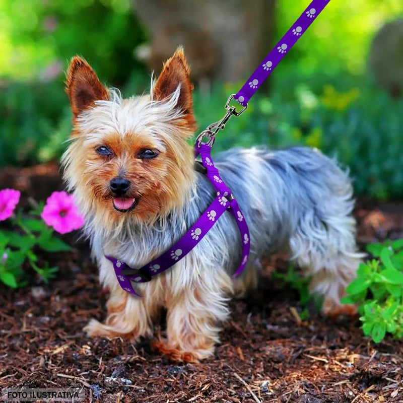 Guia para Pets de Pqueno Porte